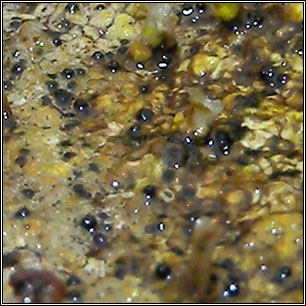Arthrorhaphis grisea