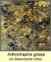 Arthrorhaphis grisea