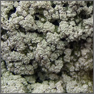 Lepra albescens var. corallina, Pertusaria albescens var corallina