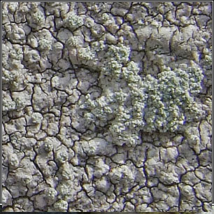 Lepra aspergilla, Pertusaria aspergilla