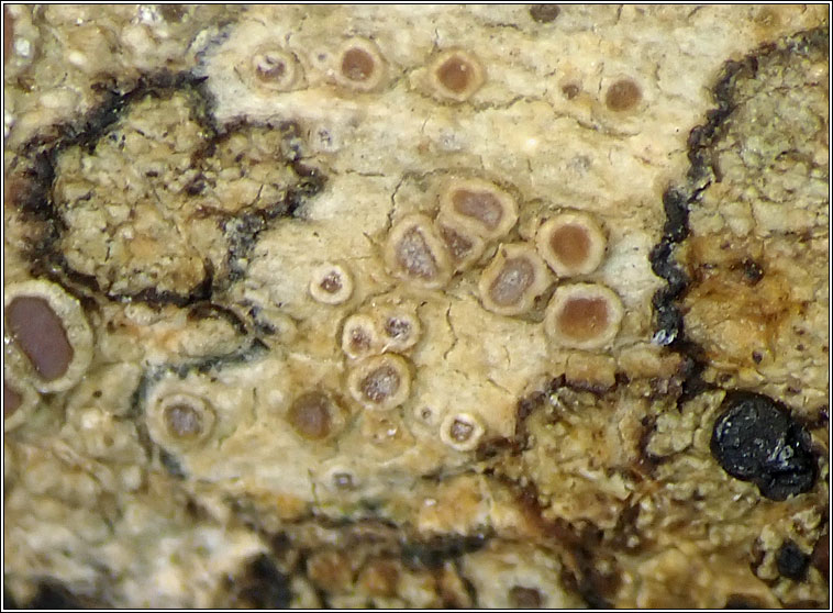 Lecanora albella