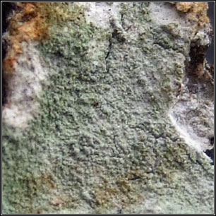 Phlyctis argena