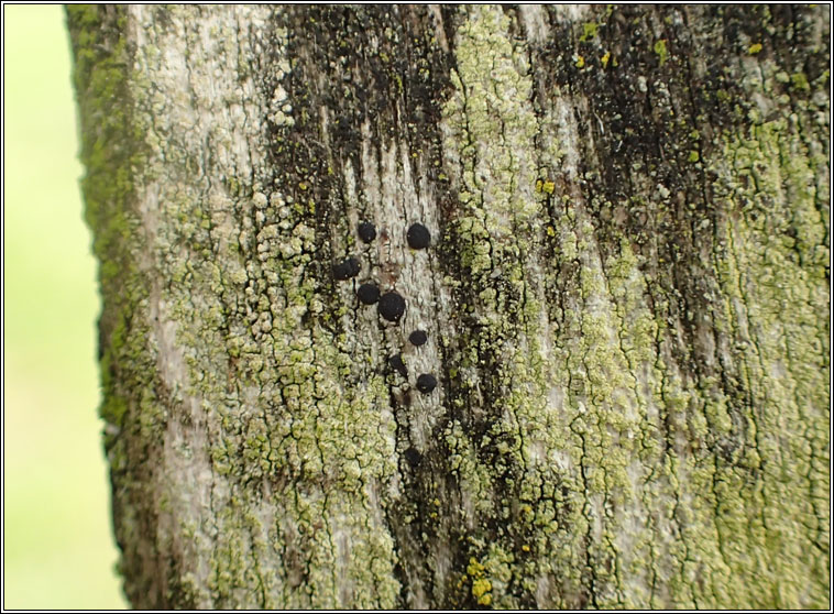 Amandinea punctata