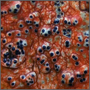Pyrenula dermatodes