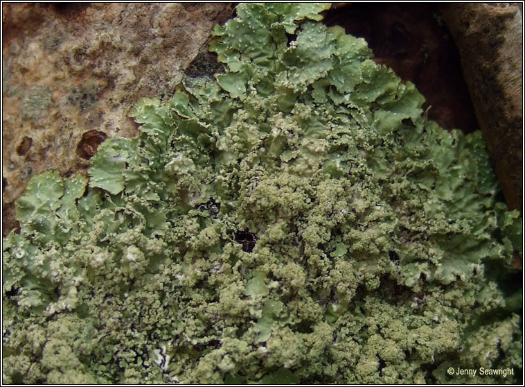 Punctelia reddenda