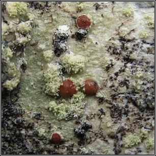 Loxospora elatina