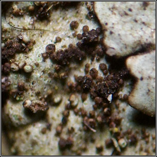 Parmelina tiliacea