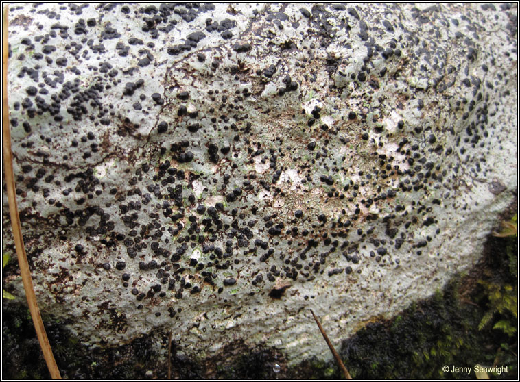 Porpidia hydrophila