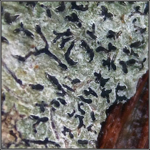 Phaeographis