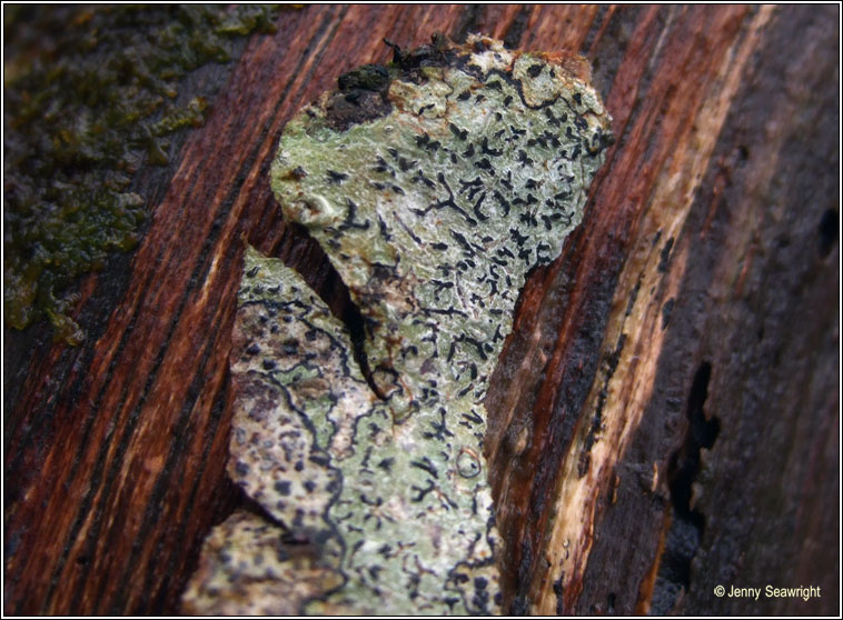 Phaeographis