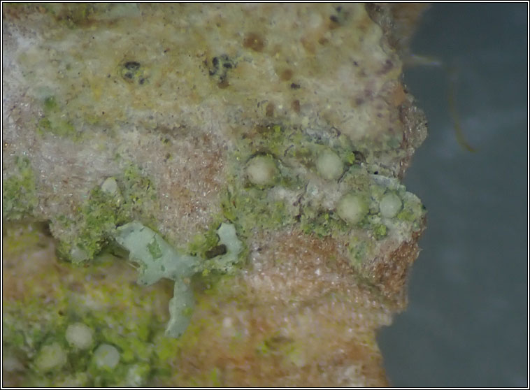 Lecania cyrtella