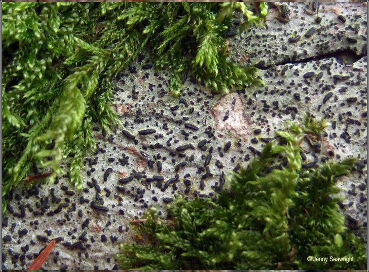 Graphina ruiziana