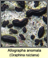 Graphina ruiziana