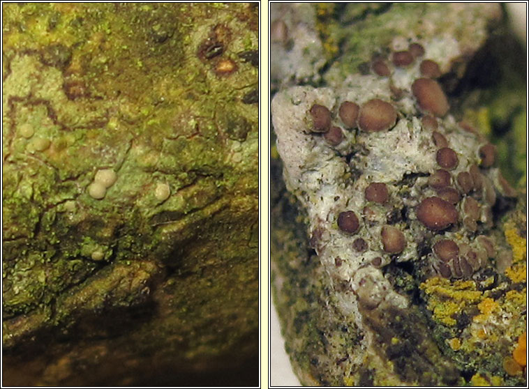 Lecania naegelii