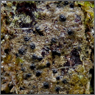 Porina hibernica