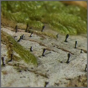 Stenocybe septata