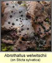 Abrothallus welwitschii