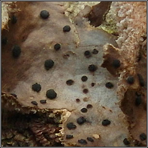 Abrothallus welwitschii