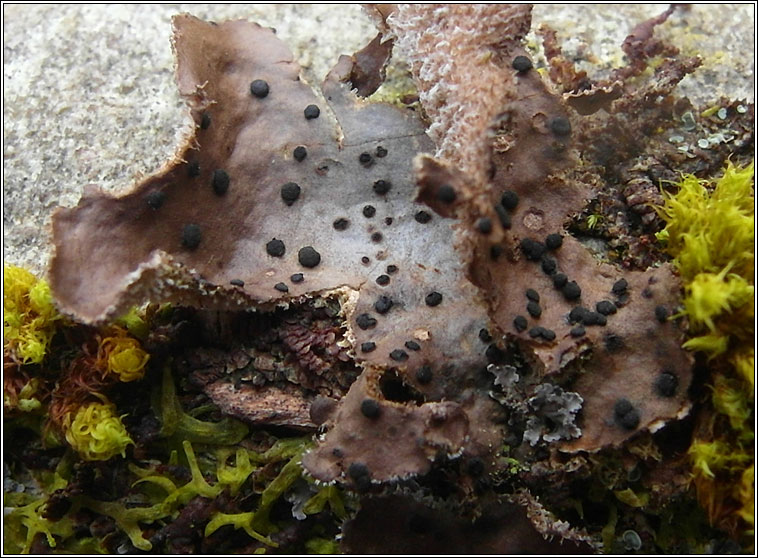 Abrothallus welwitschii