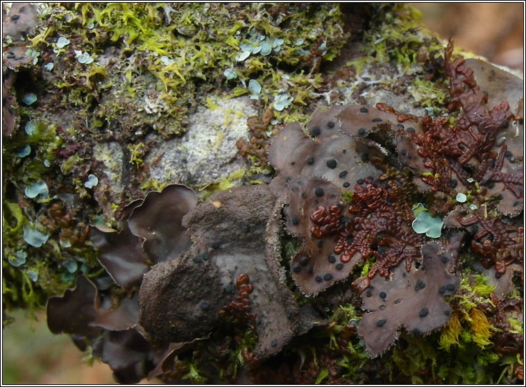 Abrothallus welwitschii
