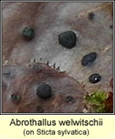 Abrothallus welwitschii