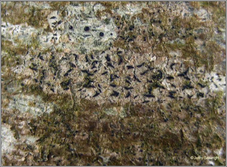 Opegrapha herbarum