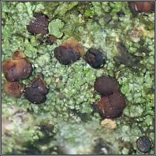 Bacidia biatorina