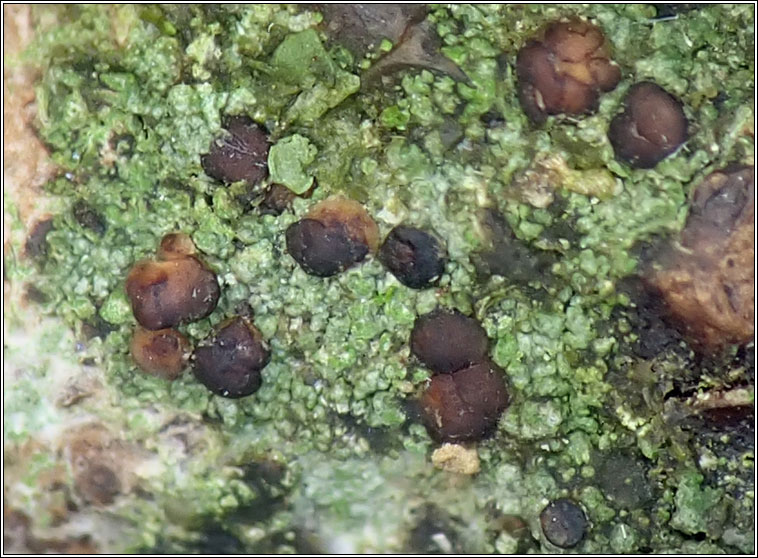Bacidia biatorina