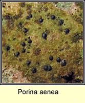 Porina aenea