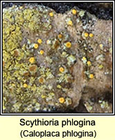 Polycauliona phlogina, Caloplaca phlogina