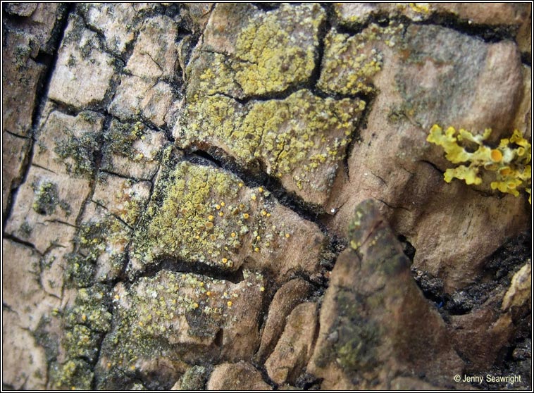 Caloplaca phlogina