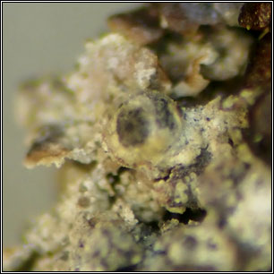 Normandina chlorococca