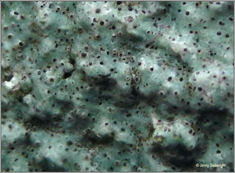 Herteliana gagei