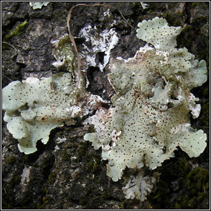 Abrothallus microspermus, Vouauxiomyces truncatus