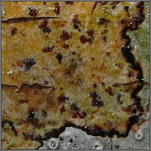 Arthonia ilicina