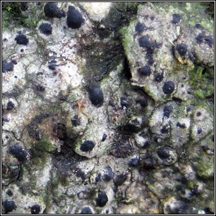 Acrocordia gemmata