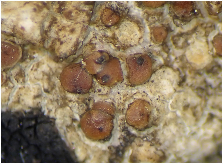 Arthonia varians