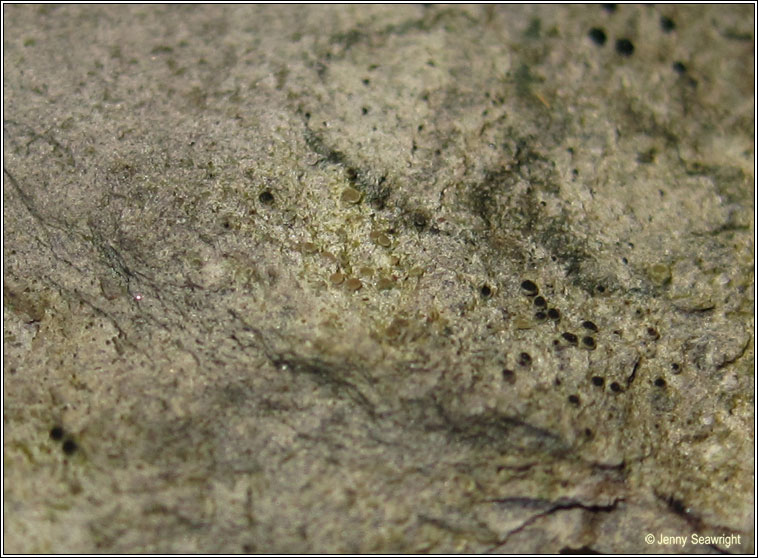 Cliostomum tenerum