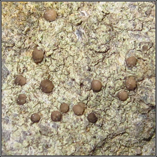Lecania hutchinsiae