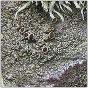 Myriolecis poliophaea, Lecanora poliophaea
