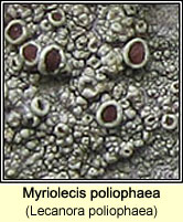 Myriolecis poliophaea (Lecanora poliophaea)