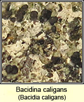 Bacidina caligans (Bacidia caligans)