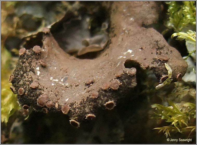 Sticta ciliata
