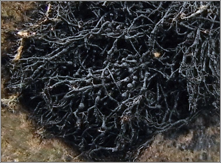 Ephebe hispidula