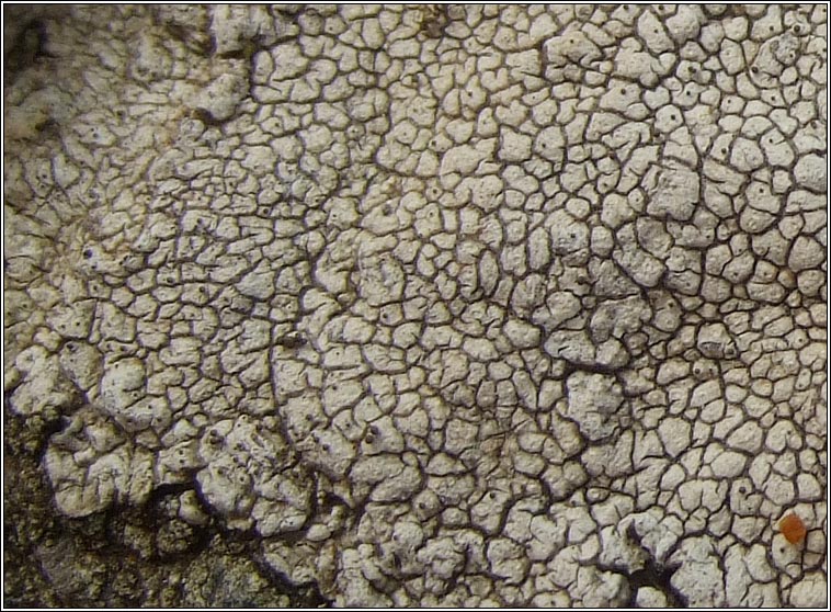 Aspicilia cinerea
