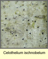 Celothelium ischnobelum