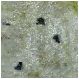 Celothelium ischnobelum