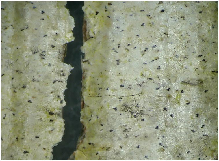 Celothelium ischnobelum