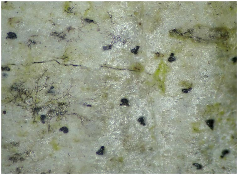Celothelium ischnobelum