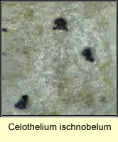 Celothelium ischnobelum